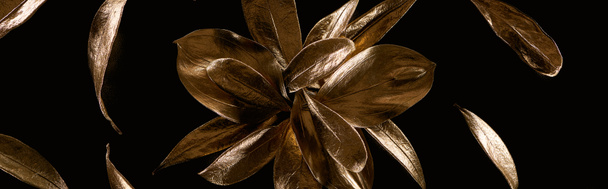 panoramic shot of golden metal decorative flower and leaves isolated on black - 写真・画像