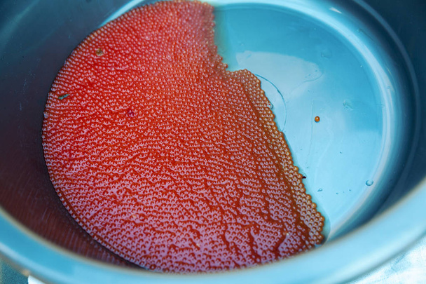 fish eggs close up - Photo, Image