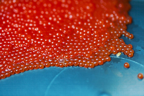 vis eieren close-up - Foto, afbeelding