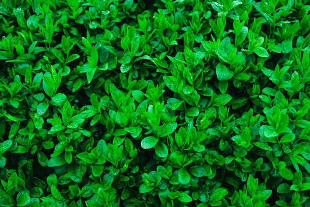 Fresh young green leaves of a shrub covered with water drops. - 写真・画像