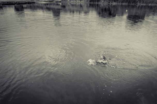 Pêche à la truite sur le lac - Photo, image