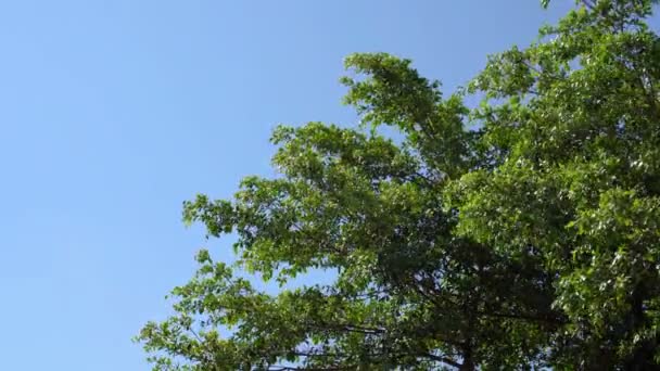 A szél fúj a tetejét fák fújt a kék égen. - Felvétel, videó