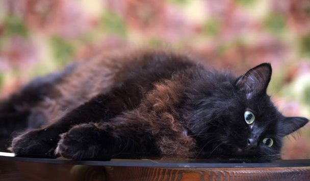 beautiful fluffy black cat is lying on a glass table - Fotó, kép
