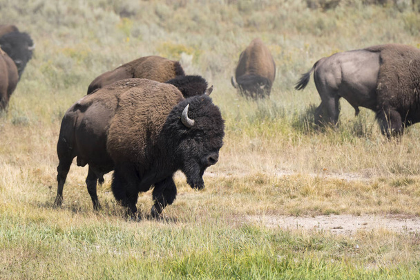 bisões mudam a pele no Parque Nacional de Yellowstone em Wyoming
 - Foto, Imagem