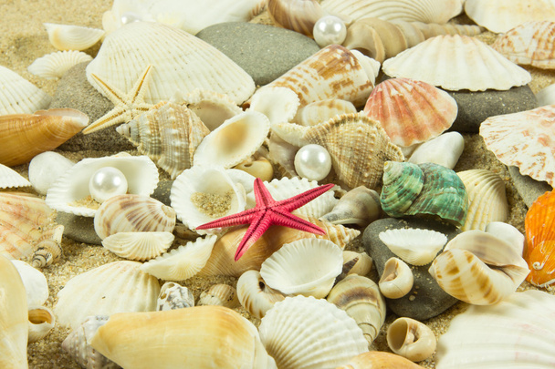 ракушки, жемчуг, морская звезда на песке
 - Фото, изображение