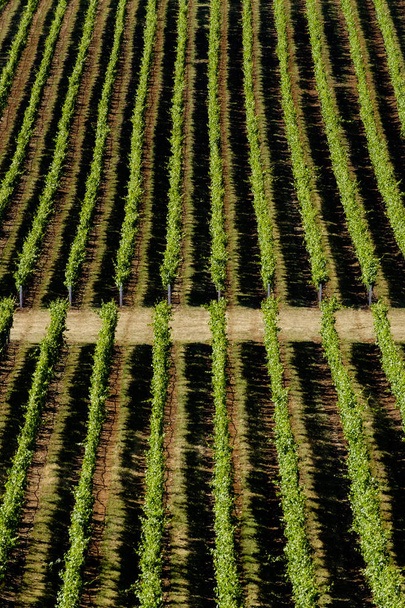Αεροφωτογραφία του αγρόκτημα δέντρο - Φωτογραφία, εικόνα