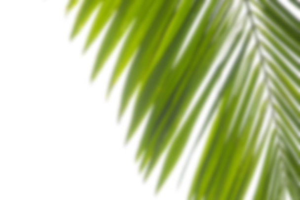 Blurred palm tree branch on white background. Top view with copy space for lettering for banner - Photo, Image