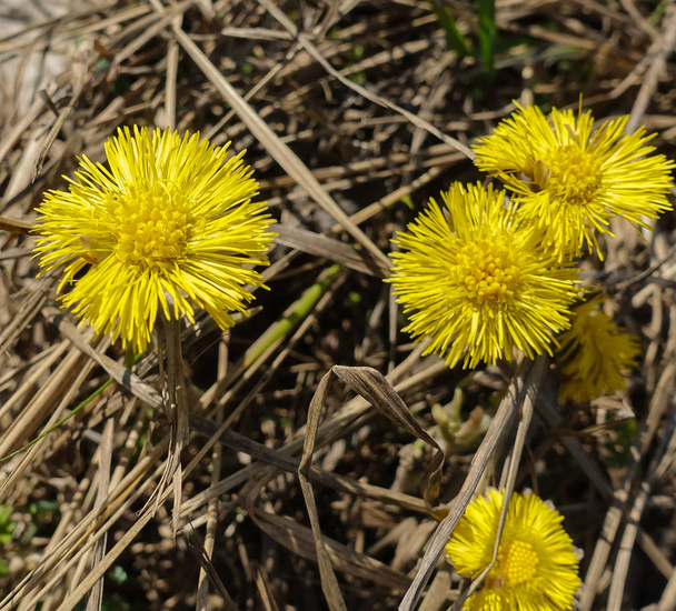 Ensimmäinen kevät aurinkoinen kukka, auringon symboli. Kolme coltsfoot kukkia
 - Valokuva, kuva
