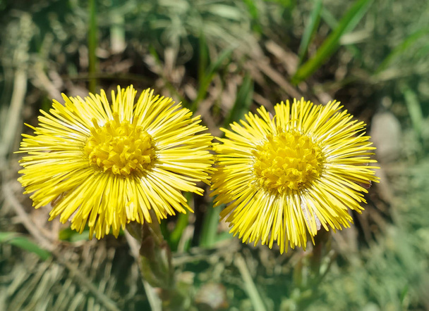 Ensimmäinen kevät aurinkoinen kukka, auringon symboli. Kaksi kukkaa coltsfoot
 - Valokuva, kuva