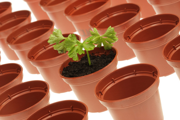 Parsley and flowerpots. - Photo, Image