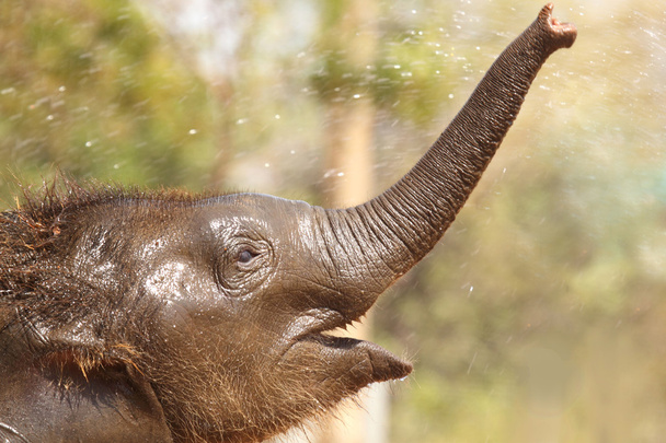 Bebé elefante disfrutando del agua
 - Foto, Imagen