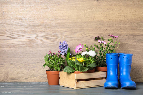 Blooming flowers in pots and gardening equipment on table, space for text - Φωτογραφία, εικόνα