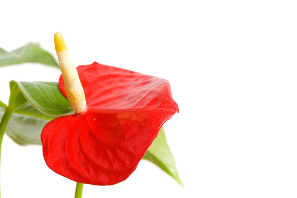 Red Anthurium. - Photo, Image