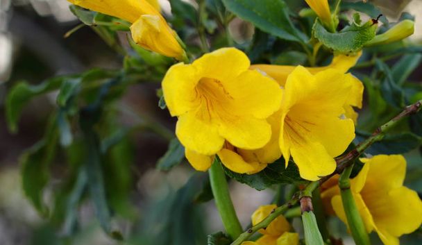 Primer plano flores amarillas. Close-up yellow flowers. - Foto, afbeelding
