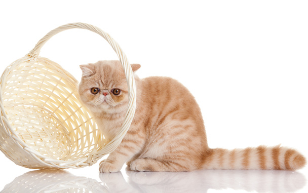 Perzsa egzotikus macska elszigetelt és bevásárló kosár - Fotó, kép