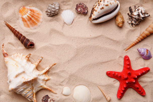 Conchas de mar y estrellas de mar sobre arena
. - Foto, Imagen