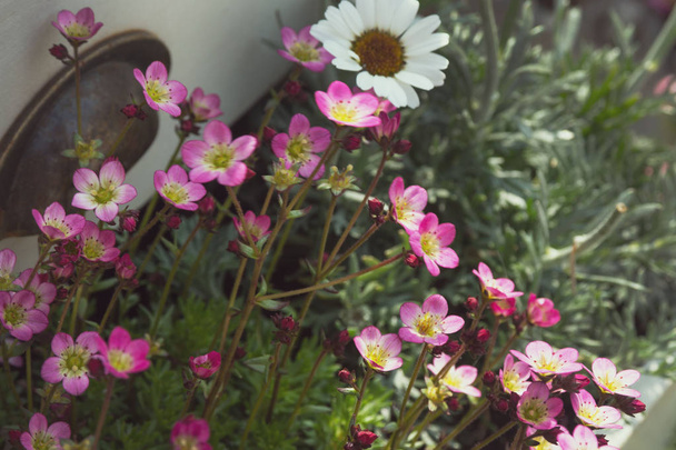 カムネロムカアレンサ(サキシフラガ) - 庭園、花壇、高山庭園を飾るための穏やかでエレガントな植物。繊細なピンクの花がクローズアップ。調子. - 写真・画像