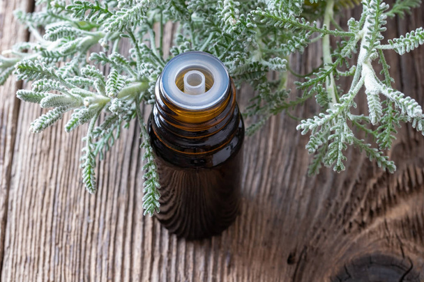 Santolina essential oil with fresh Santolina chamaecyparissus - Photo, Image