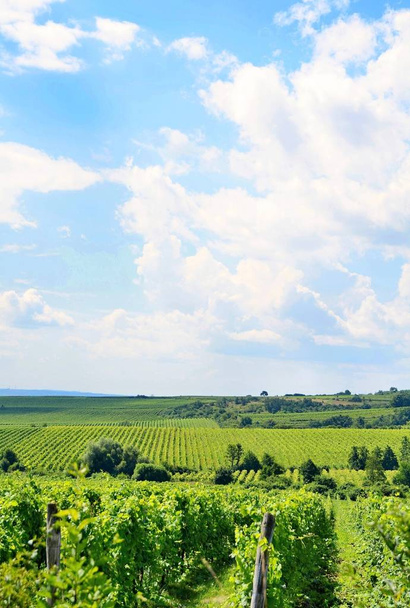 Sobes vineyard in South Moravia near Znojmo town in Czech Republic. One of the oldest and best placed vineyard in Europe. Vineyard in day with blue sky. - 写真・画像