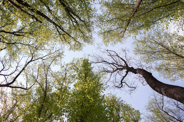 Forest trees. Nature green wood sunlight backgrounds. Bottom view of tall old trees. Top of the trees. - Foto, imagen