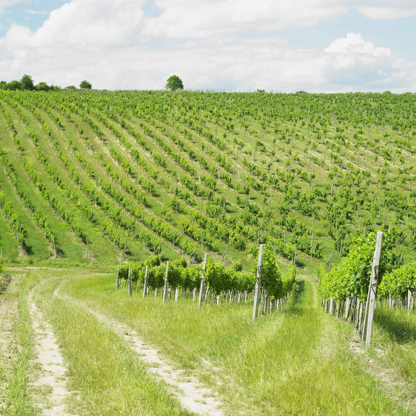vineyard, Palava, Czech Republic - Foto, Imagem