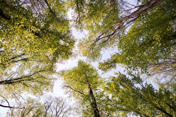 Árboles forestales. Naturaleza madera verde luz del sol fondos. Vista inferior de árboles altos y viejos. Parte superior de los árboles
. - Foto, Imagen