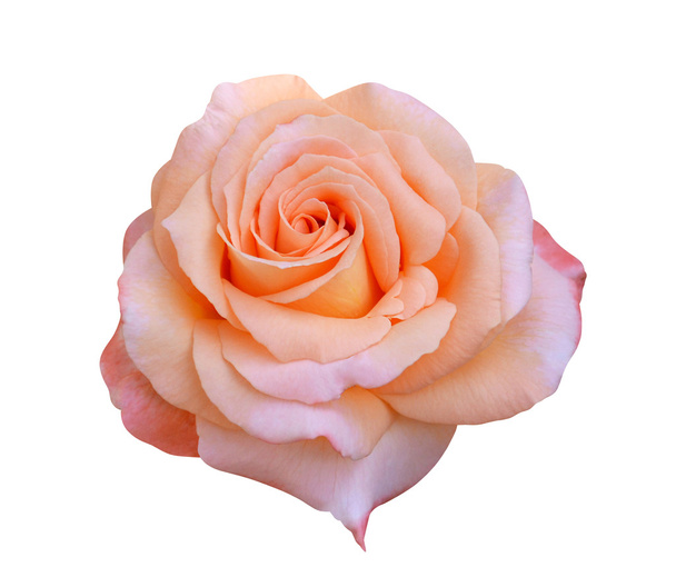 Roses fleurs
 - Photo, image