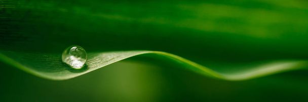 Water Droplets on a Leaf - Foto, imagen