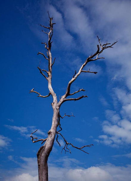 Dead tree with blue sky - Fotó, kép