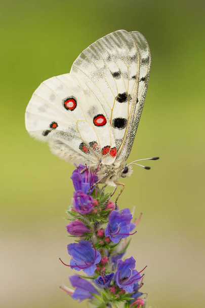 Apollo vlinderslag Parnassius apollo in Tsjechië - Foto, afbeelding