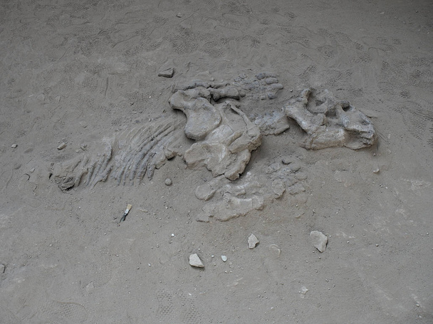 Fossielen in Ischigualasto Provincial Park, San Juan, Argentinië - Foto, afbeelding
