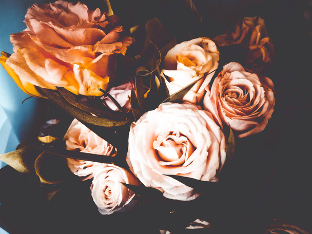 beautiful roses close up - Фото, изображение