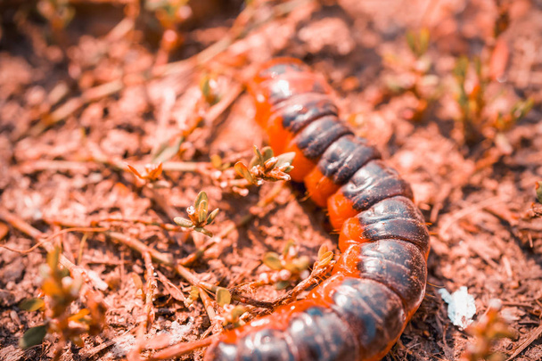 small red caterpillar, close up - Photo, Image