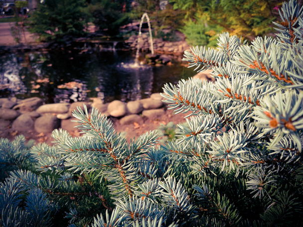 blue spruce branches close up - Photo, Image