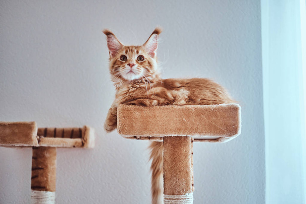 Adorable ginger maine coon kitten is lying on special cats furniture near window - Photo, Image