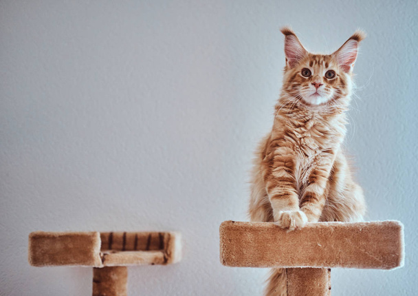 Adorable jengibre maine coon gatito es sentado en especial gatos equipo
 - Foto, Imagen