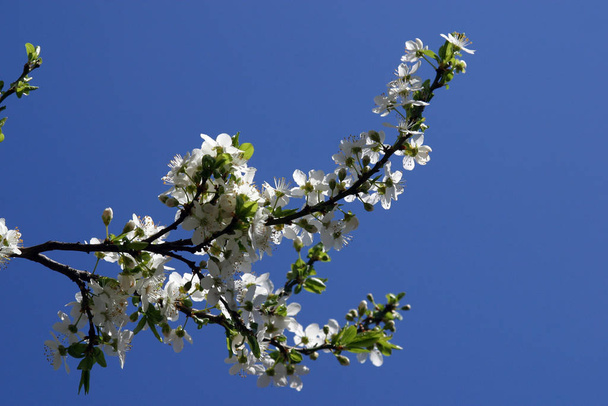 Close up of fruit flowers in the earliest springtime - Foto, imagen