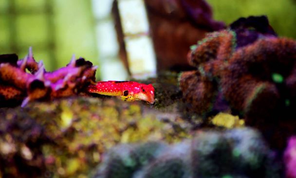 Moyeri Ruby Red Dragonet - (Synchiropus sycorax) - Photo, Image