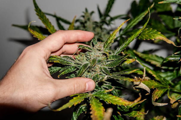 Trichomes on a blooming marijuana buds. Growing Medical Marijuana for Recreational Use - Photo, Image