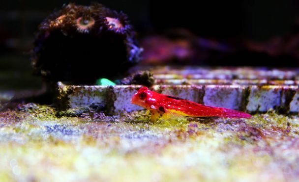 Moyeri Ruby Red Dragonet - (Synchihabus sycorax)
) - Фото, изображение