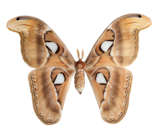 Atlas Moths Mariposa con alas abiertas sobre fondo blanco
 - Foto, imagen
