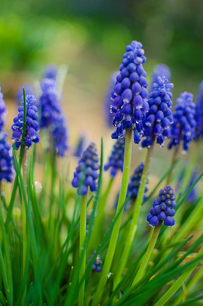 blauwe bloempjes bloeien in de lente muskari  - Foto, afbeelding