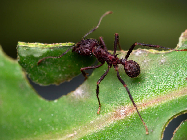 Kırmızı karınca bir yaprak kesme (makro). Cordoba, Arjantin. - Fotoğraf, Görsel