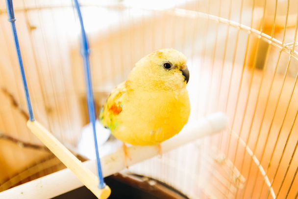 Pequeno papagaio amarelo a olhar para a câmara. papagaio na gaiola
 - Foto, Imagem