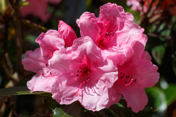 Pink rhododendron flowers in a garden - Foto, Imagem