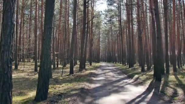 Standpunkt Filmaufnahmen von Spaziergängen im Wald. sonniger Tag im Wald. - Filmmaterial, Video