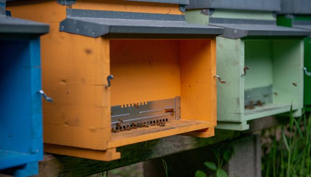 Mehiläispesät
 - Valokuva, kuva