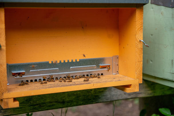 ハチの巣 - 写真・画像