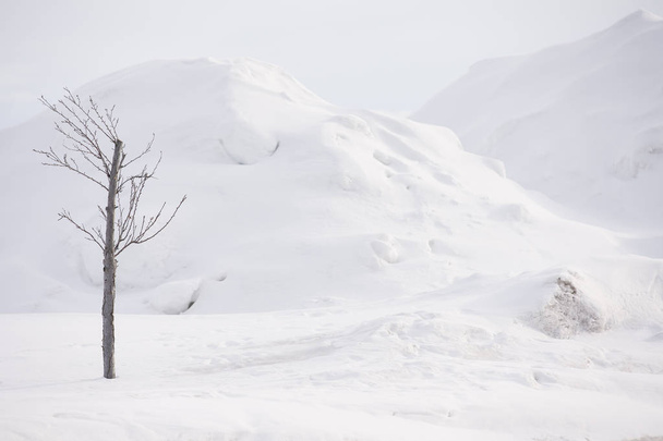 Mrtvý strom v zimním sněhu - Fotografie, Obrázek
