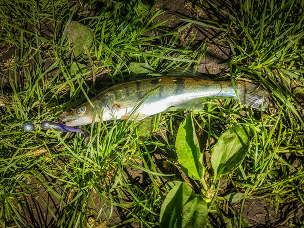 Zander pesca en el río
 - Foto, Imagen